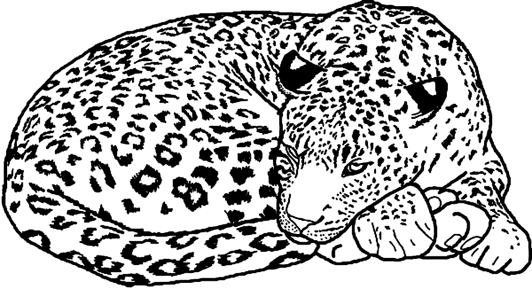 Disegno Da Colorare Leopardo Cat The Best Porn Website